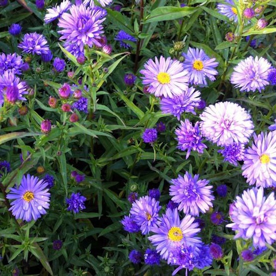 Aster grand d'automne 'dauerblau' godet de 8/9 cm