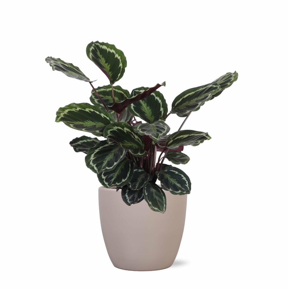 Calathea medallion et son pot gris - hauteur 70cm