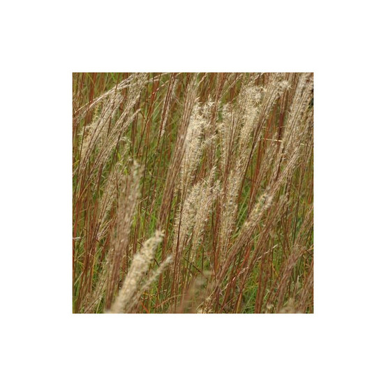 Miscanthus, roseau de chine kleine silberspinne godet - 5/20 cm