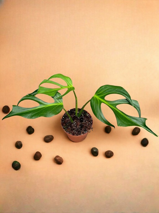 Monstera burle marx flame