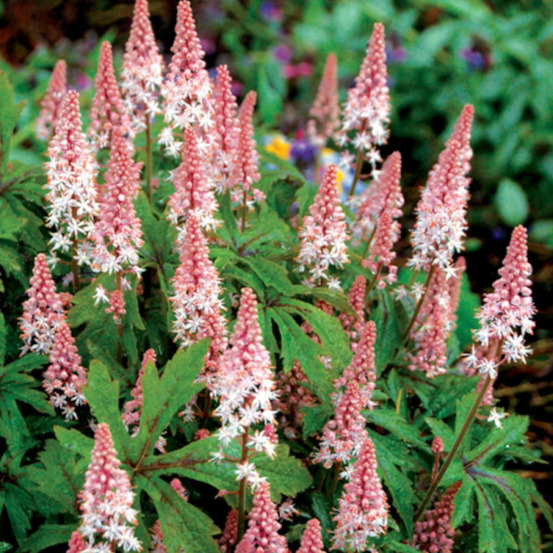 Tiarelle pink skyrocket lot de 9 godets