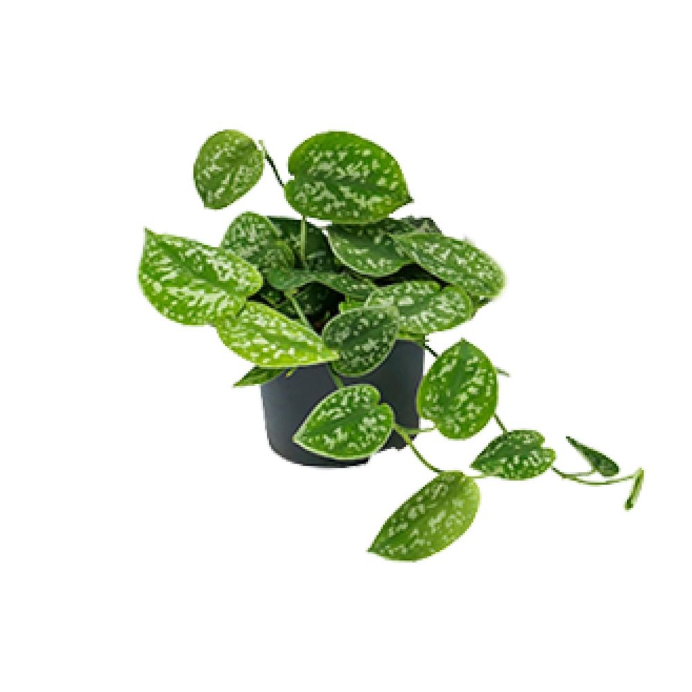 Scindapsus pictus argyraeus - ø15cm - ↕25cm - ø12cm - ↕15cm - plantes d'intérieur