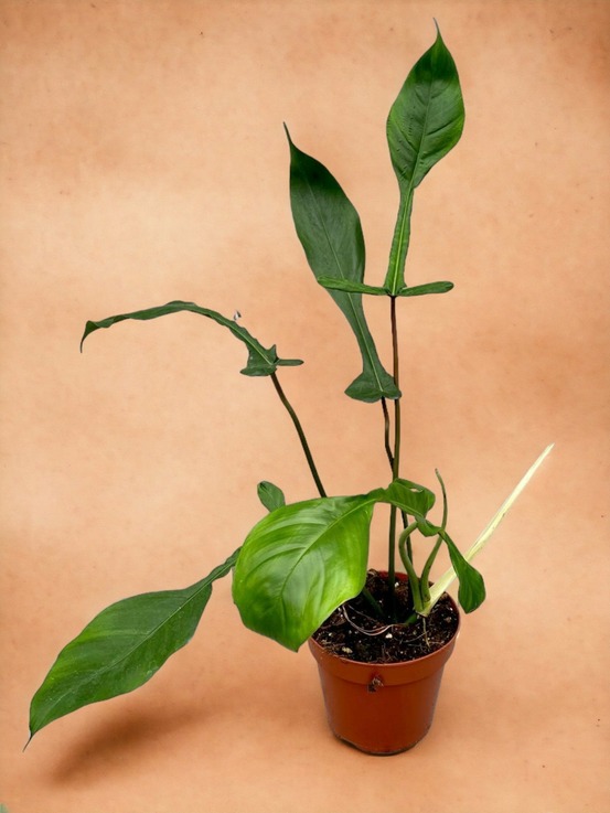 Philodendron joepii