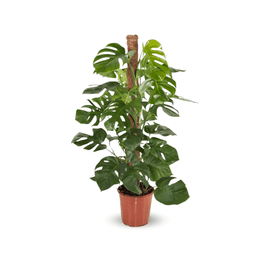 Monstera Deliciosa Plante Trou e Avec Tuteur Purificateur D air monstera-deliciosa-plante-trou-e-avec-tuteur-purificateur-d-air