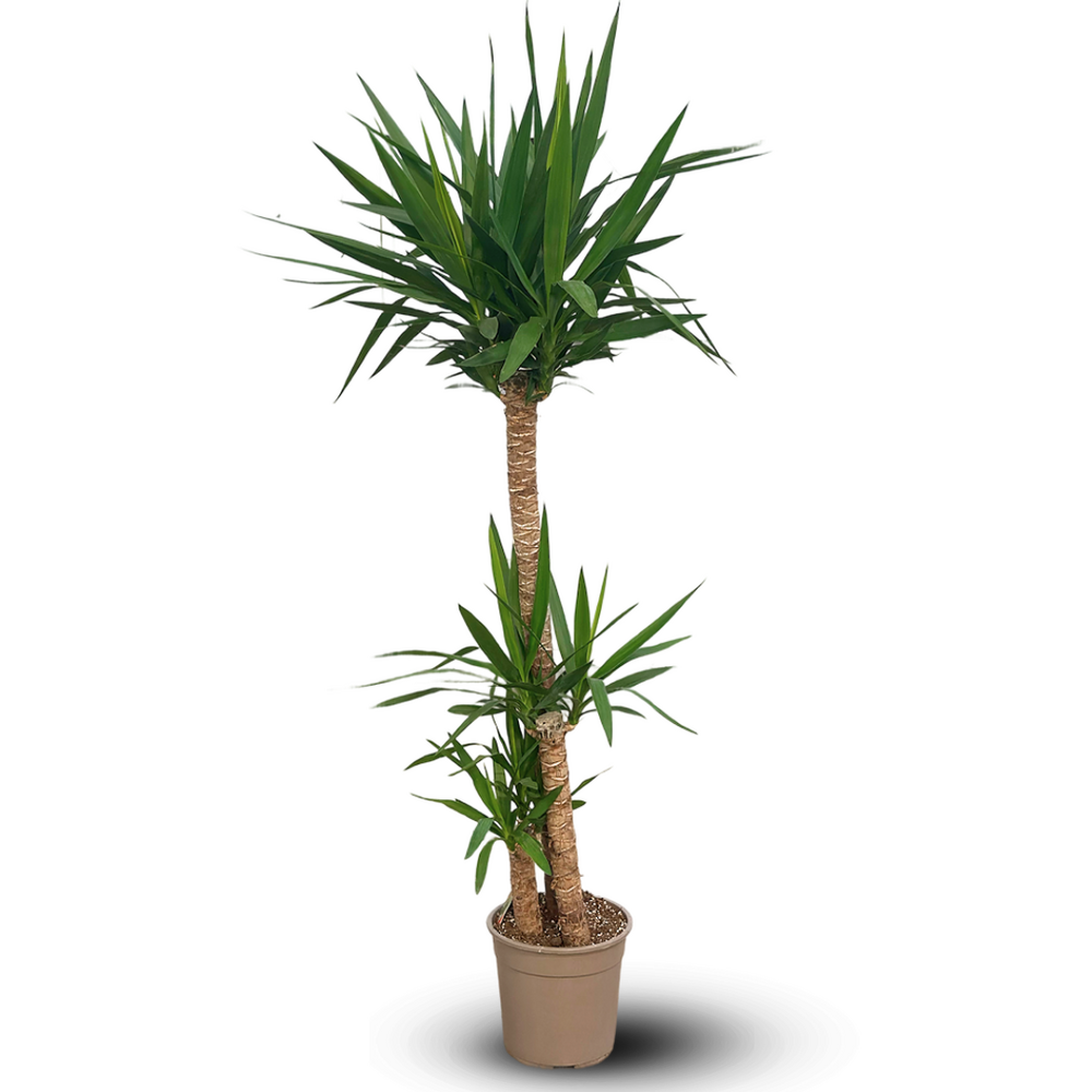 Yucca elephantipes - peu d'entretien - ↕ 170-190 cm - ⌀ 30 cm - plante d'intérieur