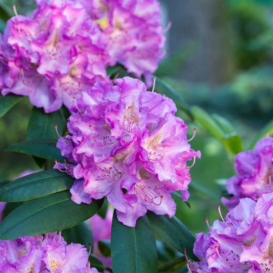 Rhododendron 'alfred' pot de 4l/5l