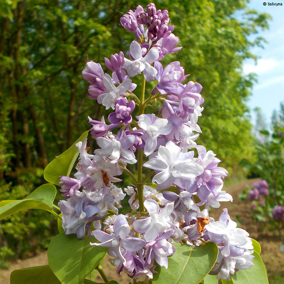 Lilas commun 'konchalovskii' pot de 4l/5l