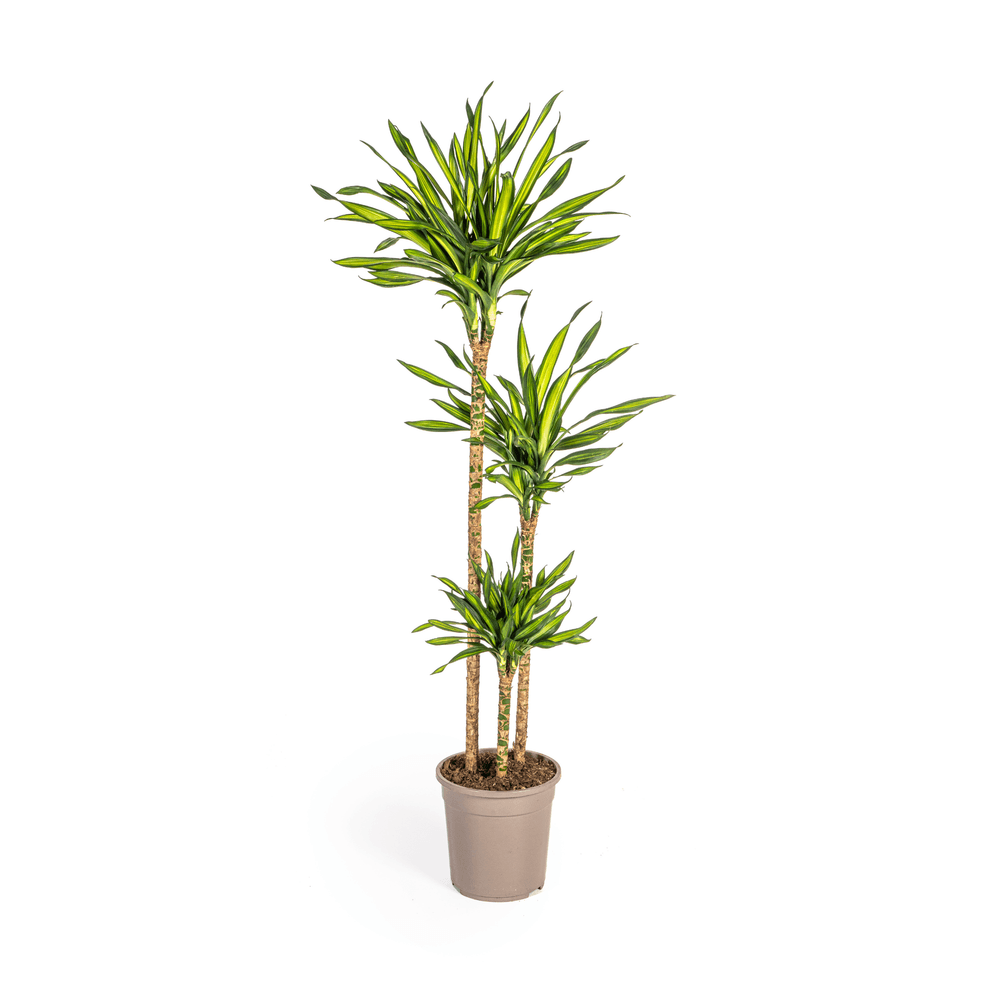 Dracaena deremensis rikki ø24cm - ↕130 - 150cm - plantes d'intérieur
