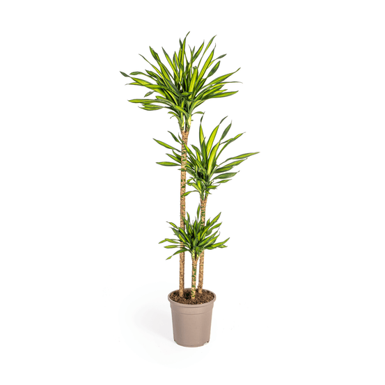 Dracaena deremensis rikki ø24cm - ↕130 - 150cm - plantes d'intérieur