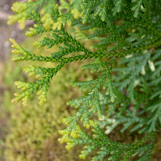 Thujopsis du japon variegata - thujopsis dolabrata variegata 20/30cm pot 2,5l