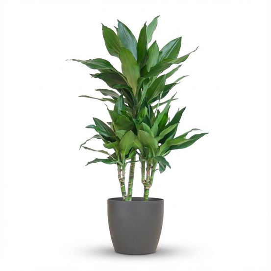 Dracaena janet lindt - pot de 21cm - hauteur 95cm - plantes d'intérieur