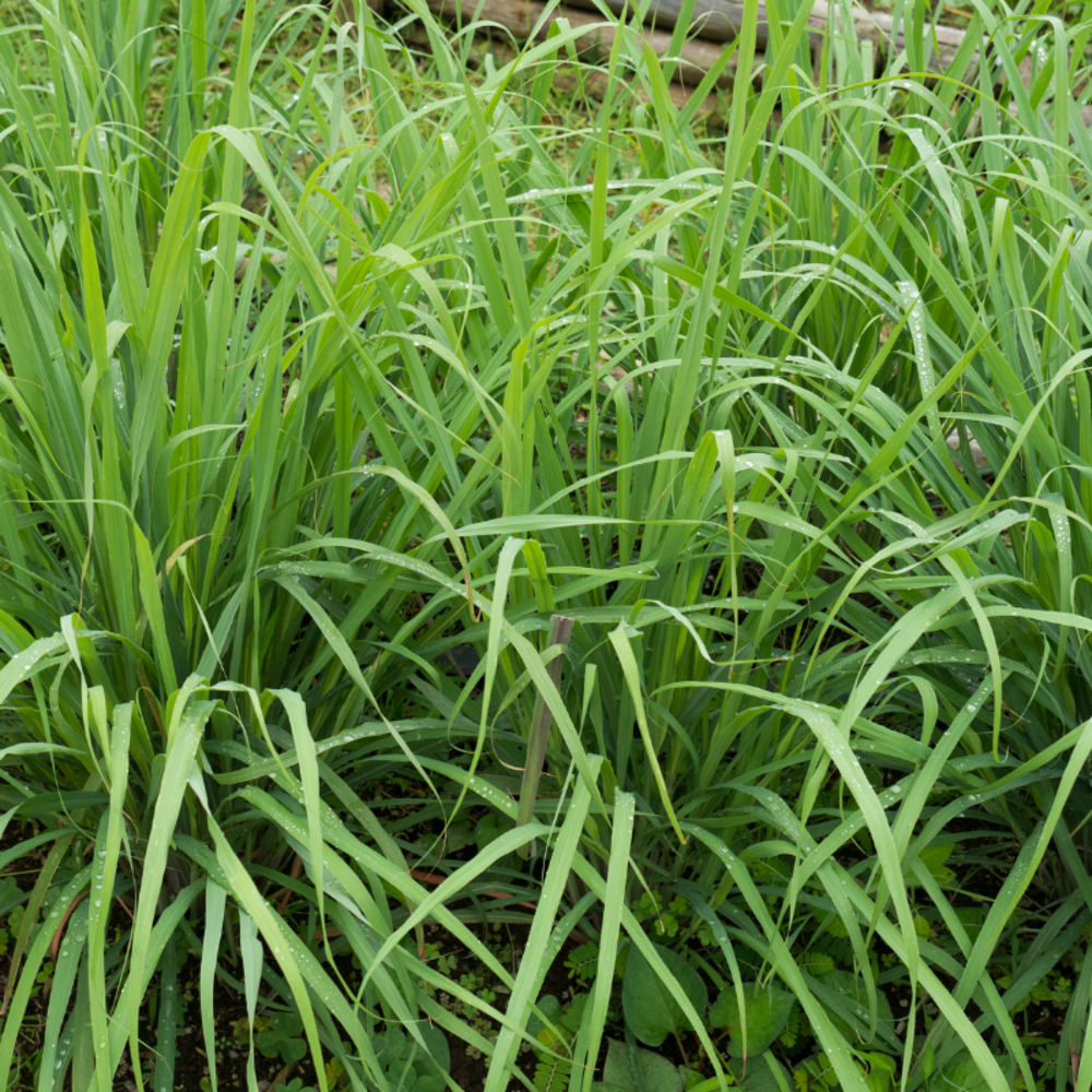 Plant citronnelle de madagascar pot 1l