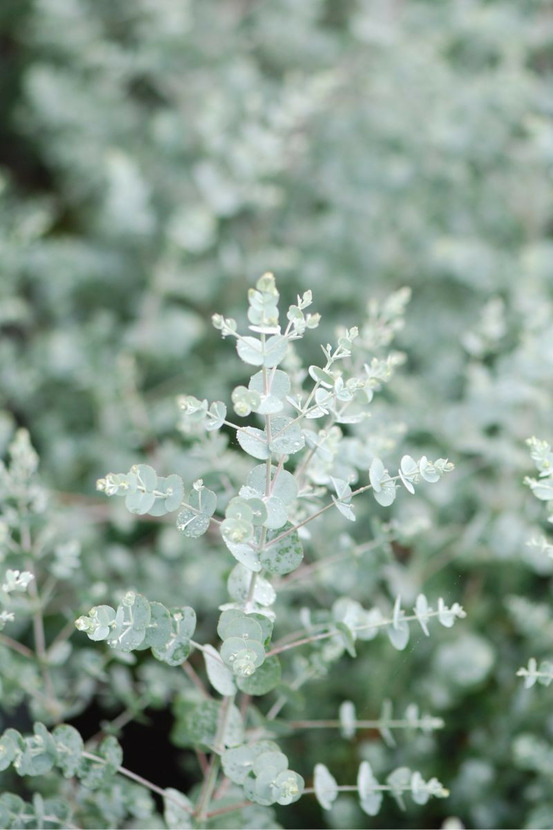 Eucalyptus azura ? Cagire' - en pot de 3 litres