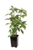 Plant de framboisier non remontant willamette  pot 1,3 l