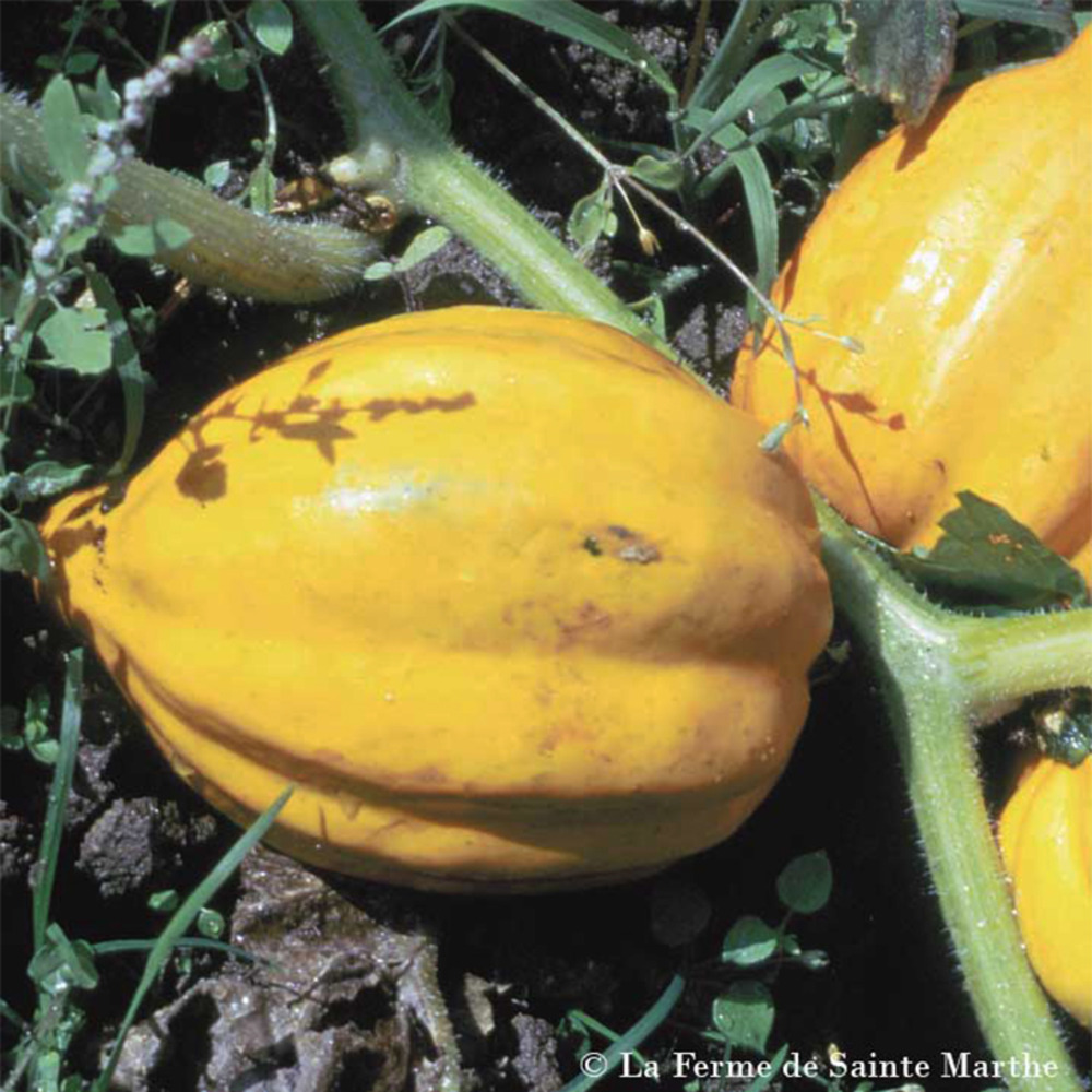 Courge 'table gold' le sachet de 20 graines environ (1g)