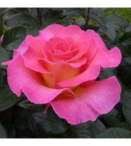 Rosier moderne 'pink paradise ' pot de 3l/4l