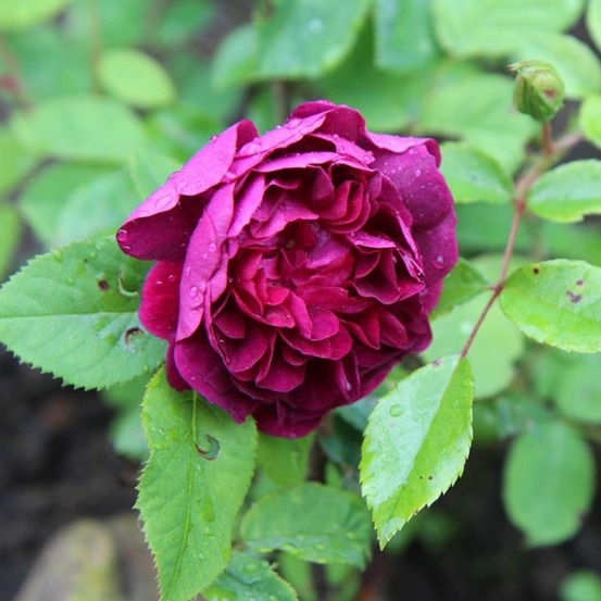 Rosier 'purple voluptia' ®