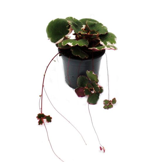 Saxifraga stolonifera tricolor - saxifrage à port retombant - plante à port retombant coloré au port intéressant