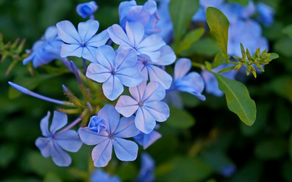 Plumbago auriculata (dentelaire du cap) en pot 14 cm hauteur 40 à 60 cm