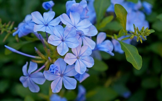 Plumbago auriculata (dentelaire du cap) en pot 14 cm hauteur 40 à 60 cm