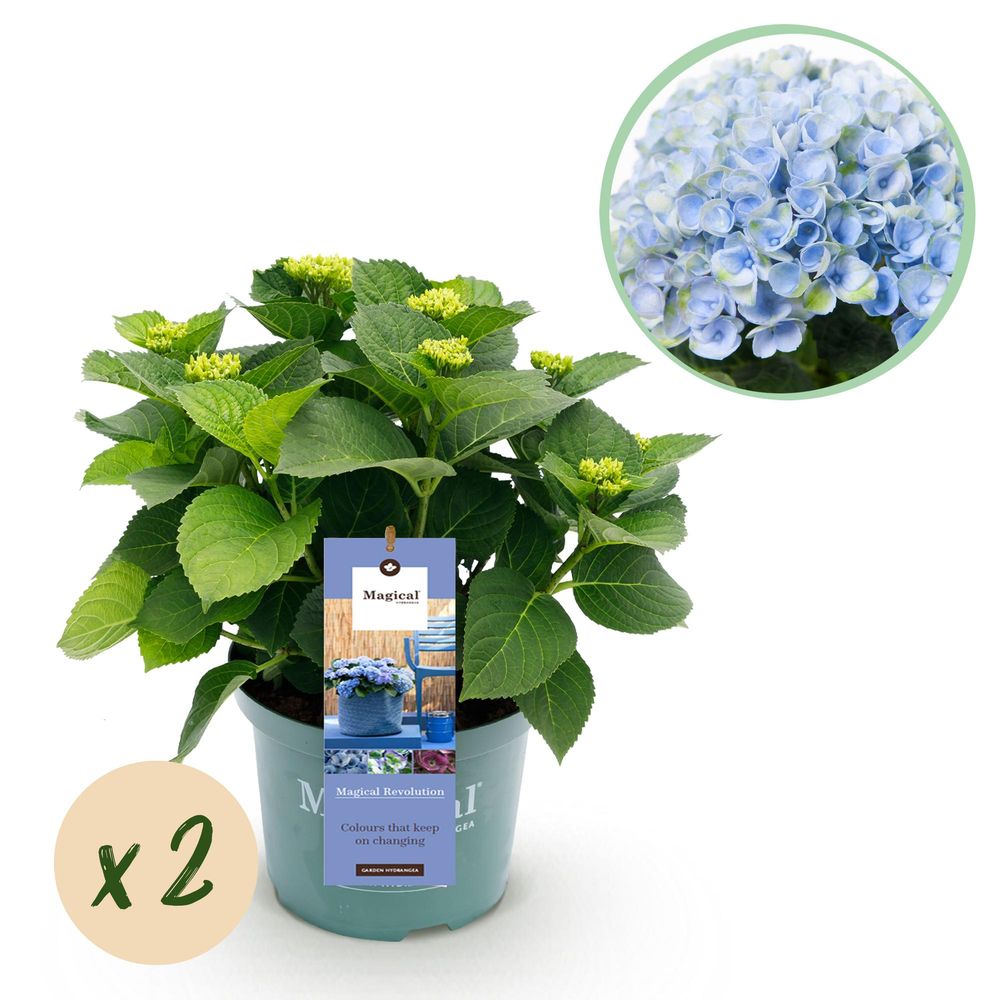 Hortensia magical revolution - lot de 2 - pot 23 cm - hauteur 55 cm