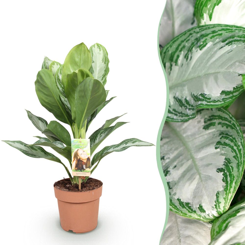 Aglaonema silver bay - pot de 17cm - hauteur 70-75cm - plantes d'intérieur