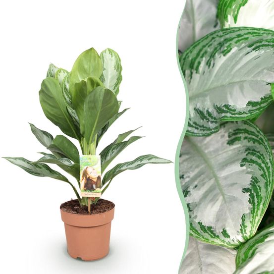 Aglaonema silver bay - pot de 17cm - hauteur 70-75cm - plantes d'intérieur