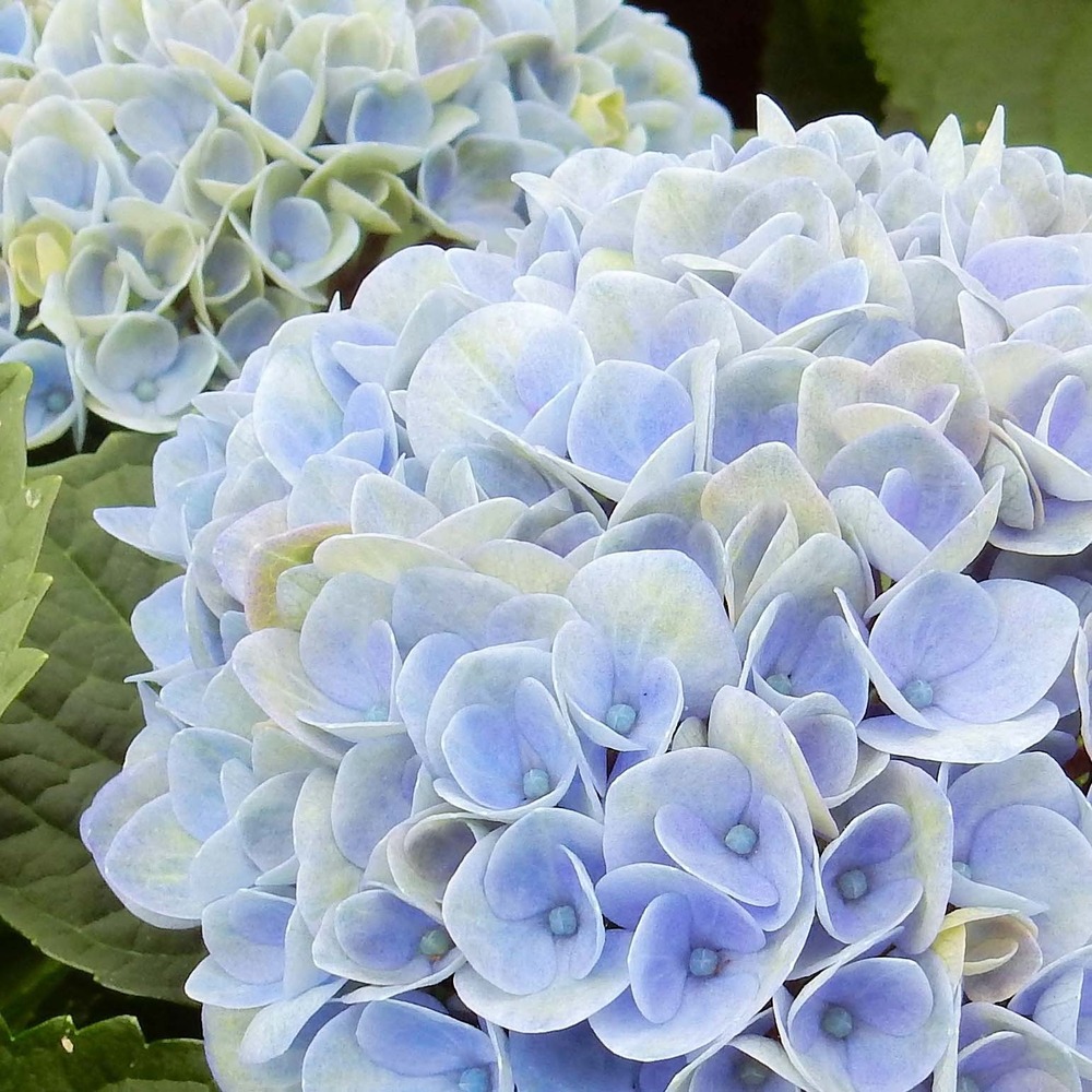 Hortensia 'magical revolution bleu' pot de 1,5l/2l