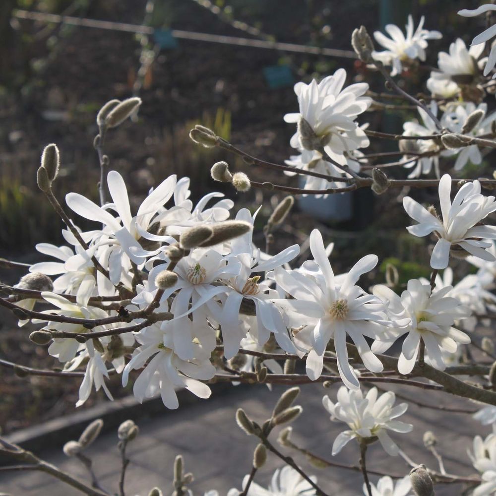 Magnolia étoilé 'waterlily' pot de 7,5l/10l