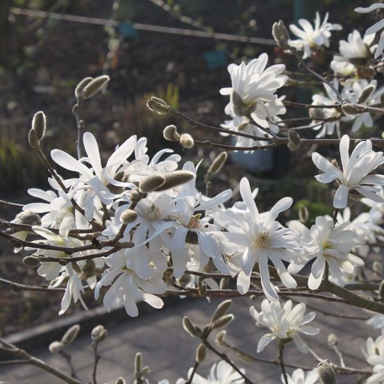 Magnolia étoilé 'waterlily' pot de 7,5l/10l
