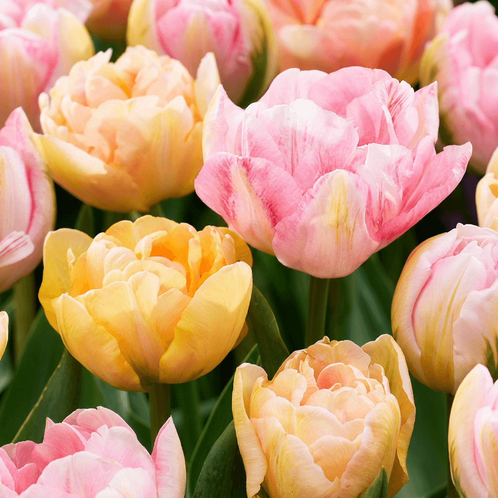 Tulipe 'peaches & kisses' (tulipa) - floraison printanière - calibre 11/12 - 96 bulbes