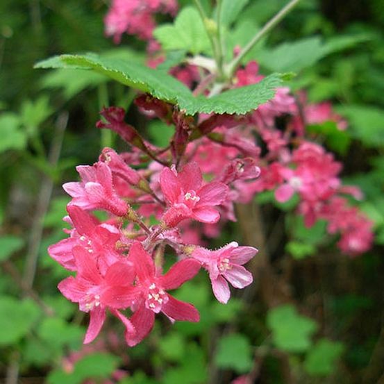 Groseillier à fleurs pot de 3l/4l
