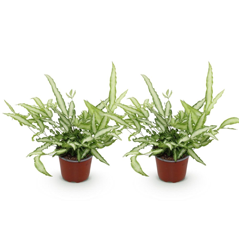 Pteris cretica albolineata - pet-friendly - plante fougère - pot de 12cm - hauteur 20-30cm