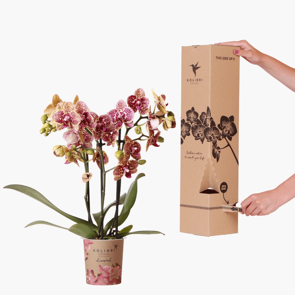 Orchidée phalaenopsis 'diamond' (phalaenopsis) - boîte surprise - pot de 9cm - plantes d'intérieur