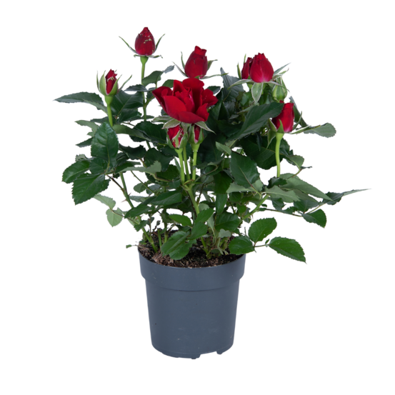 Rosa rouge - h45 cm - ø17 cm