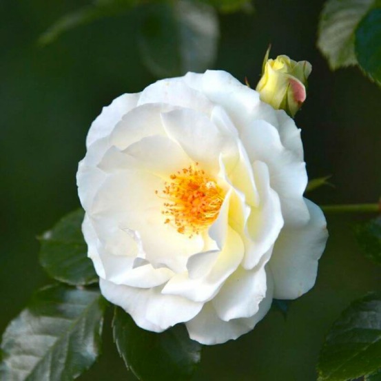 Rosier Grimpant 'Neige d'Avril'…