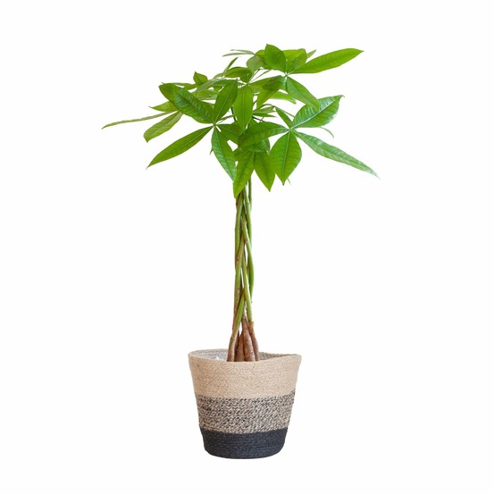 Pachira aquatica et son pot panier multicolor - hauteur 80cm