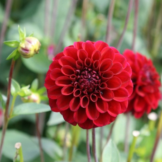 Dahlia balle 'marron fox' bulbe calibre i