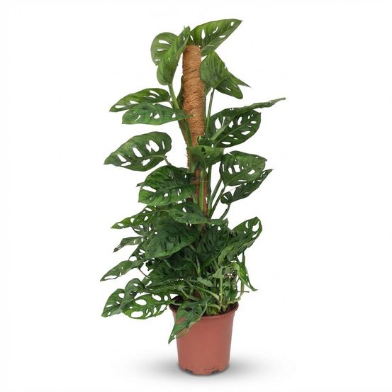 Monstera andansonii - monkey mask avec tuteur coco - pot de 19cm - hauteur 90cm - plantes d'intérieur