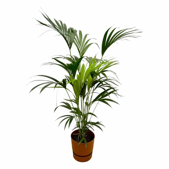 Palmier kentia 160cm et son pot marron + reservoir - hauteur 160cm