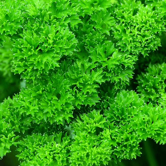 Persil frisé frisado - prêt à consommer pot de 1,5l - 10/20 cm