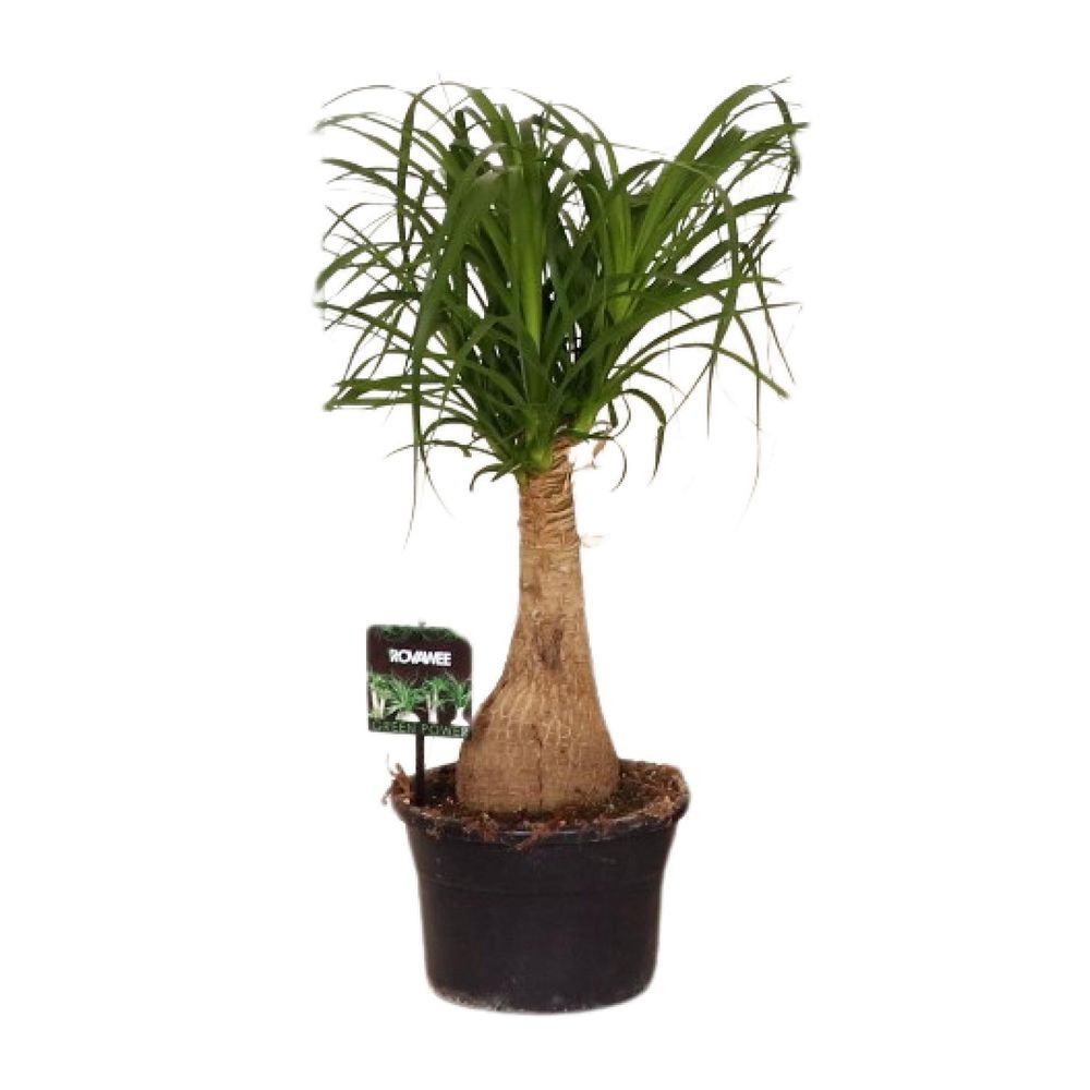 Beaucarnea nolina - ø19 ↕60 - plantes d'intérieur