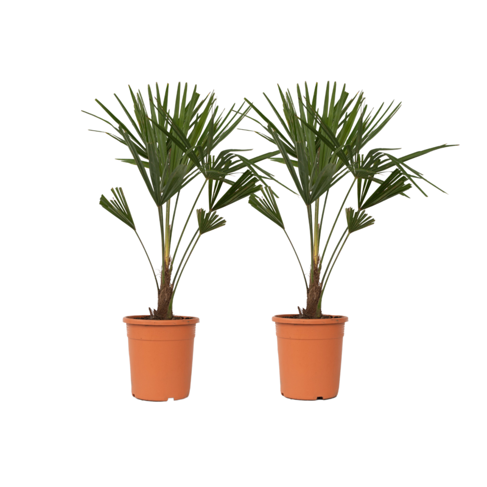 Palmier de chine - set de 2 - trachycarpus fortunei - hauteur 65-75cm - ⌀21cm