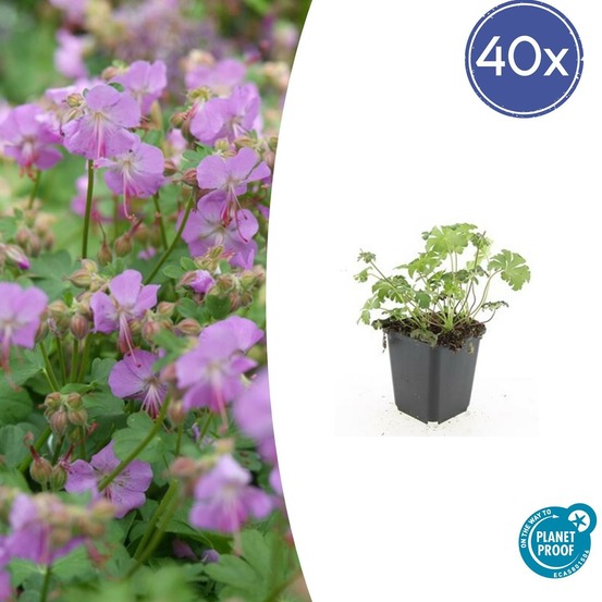 Géranium vivace 'cambridge' x40 – entre 2,5 et 3,33m2