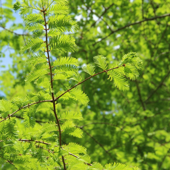 Méta-séquoia amber glow - metasequoia glyptostroboides amber glow pot 2,5l