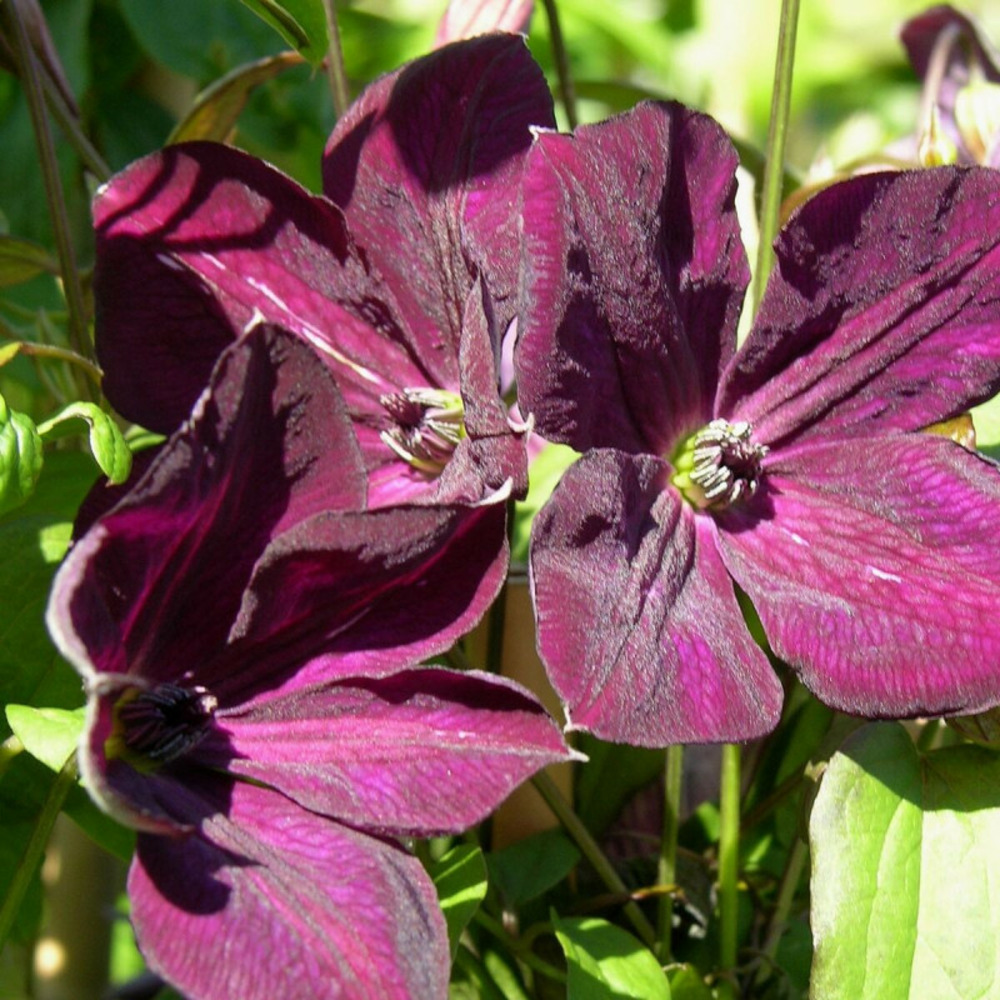 Clématite viticella royal velours pot de 3l - echelle bambou 60/120 cm