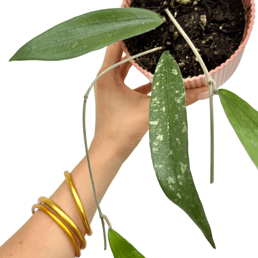 Hoya 'rindu rafflesia' - pot de 10,5cm - plantes d'intérieur
