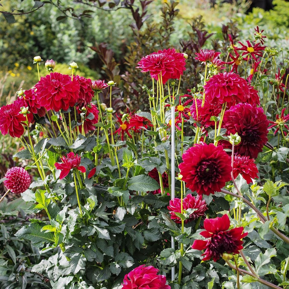 Dahlia balle 'cornel' bulbe calibre i