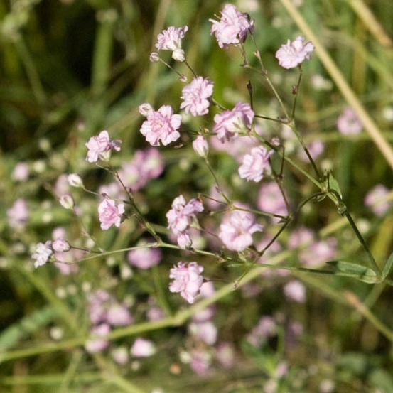 Gypsophile paniculé 'flamingo' godet de 8/9 cm