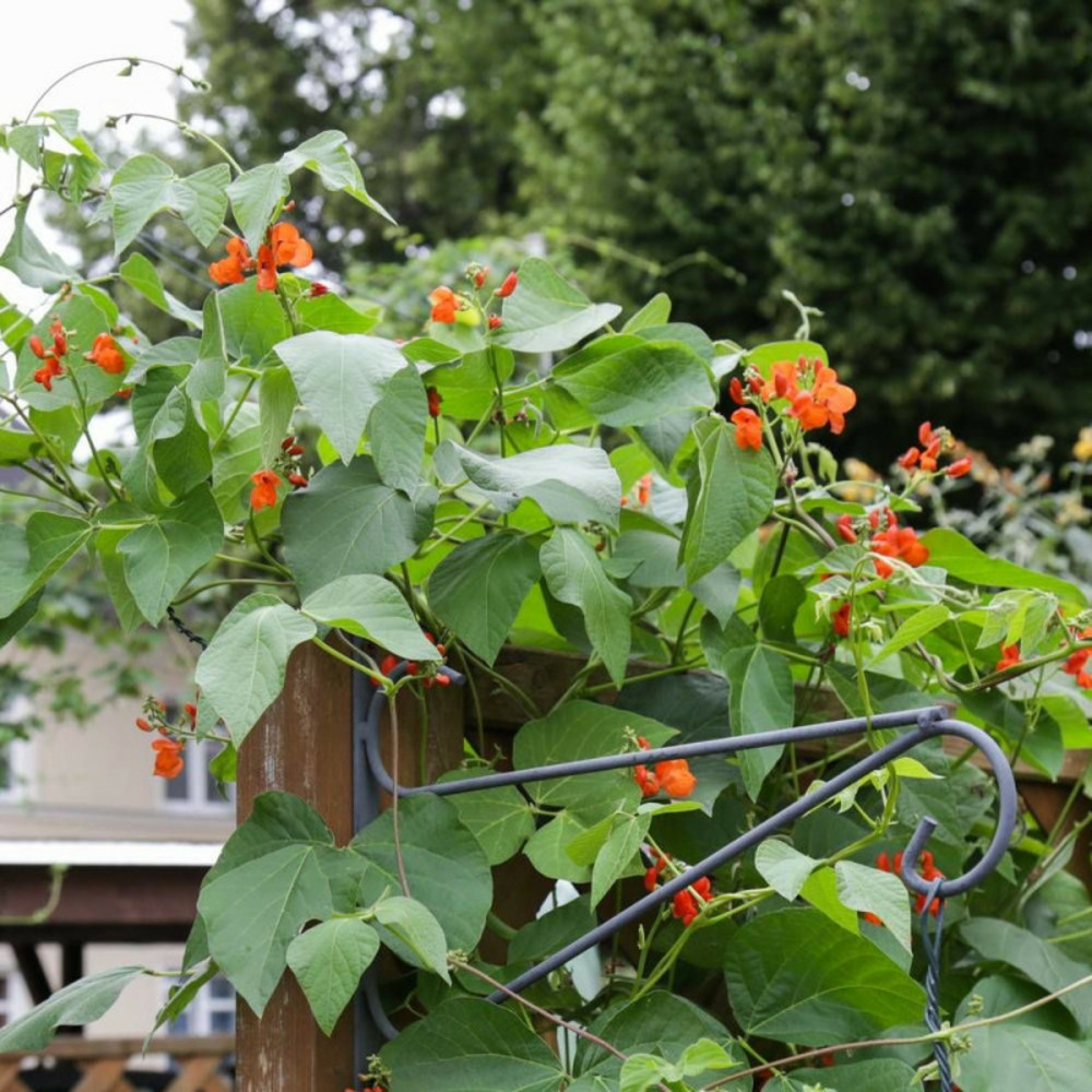 Graines de haricot d'espagne - vilmorin sachet